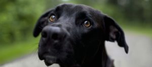 Mondofido Cane e1507909037156