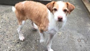 Mondofido Cane in difficoltà