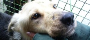 Mondofido Cane ospite canile e1508972040410
