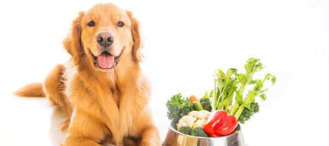 A beautiful golden retriever dog with a smile on his face laying next to a bowl of fresh vegetables.