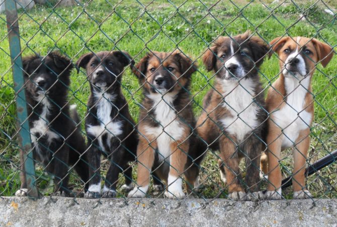 Tuofang Spazzola a Vapore per Gatti e Cani, Spazzola per Gatti 3