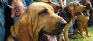 Mondofido Cani molecolari e1509179400347