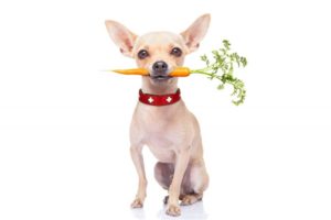 Mondofido Chihuahua vegano