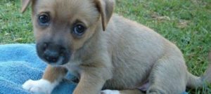 Mondofido Cucciolo e1507826318335