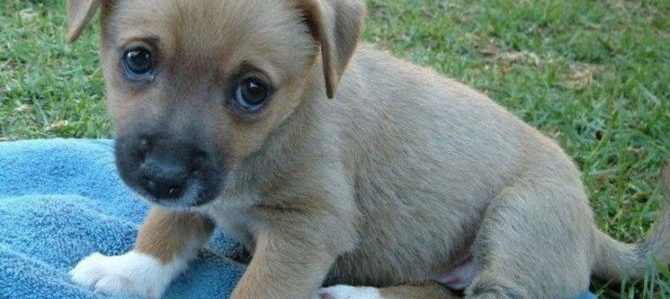 Mondofido Cucciolo e1507826318335