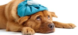 Mondofido Cure veterinarie e1507561683961