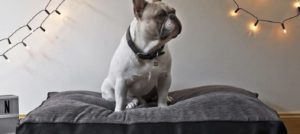 Mondofido Cuscini RalfCo e1508446043790