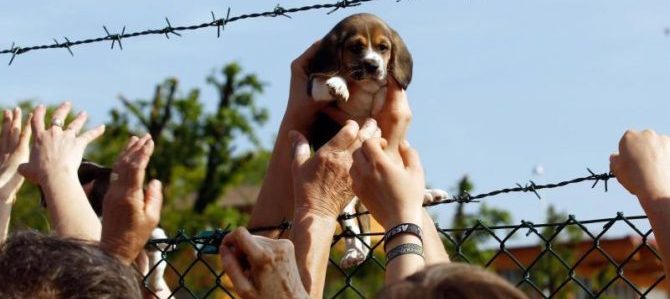 Mondofido Green Hill Salvataggio cuccioli e1507207384803