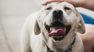 Mondofido Labrador Retriever