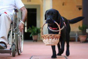 Mondofido Labrador e disabilità