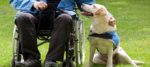 Un Labrador Retriever in aiuto alla disabilità