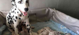 Mondofido Miley con i cuccioli di dalmata e1508442310711