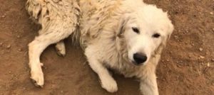 Mondofido Odin eroe in California e1508276829629