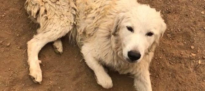 Cane eroe, salva il gregge dall’incendio