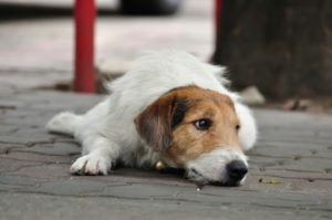 Mondofido Servizio 118 Cane in difficoltà