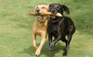 Mondofido Socialità del cane