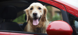 Mondofido Taxi Pet e1508243352514