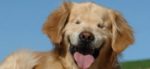 Smiley, un cane speciale