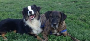 Tiger 0714 e1506878851269