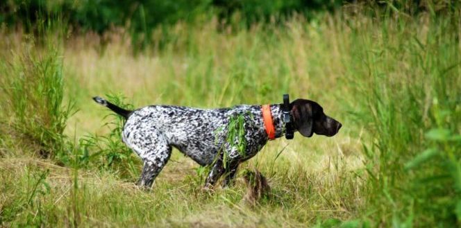 Il comportamento del cane, posture e azioni che valgono più di mille parole.