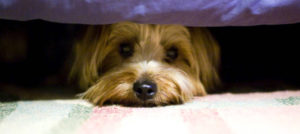 cane paura e1509473920763