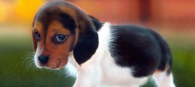 coccidiosi cane