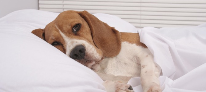 Gastrite del cane: cos’è, quali sono i sintomi e come si cura