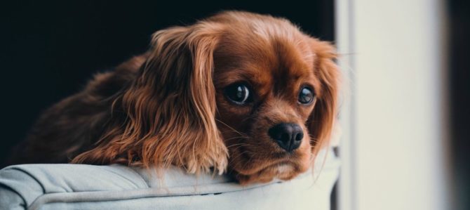 La mimica facciale e la lettura del cane. Capitolo secondo.