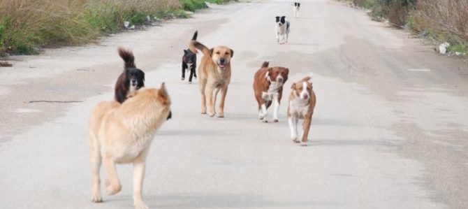 Dalla Sardegna fondi per la sterilizzazione delle femmine di cane.