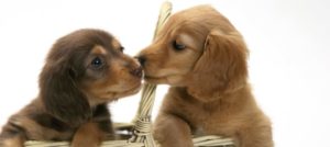 socializzazione del cane e1508303130491