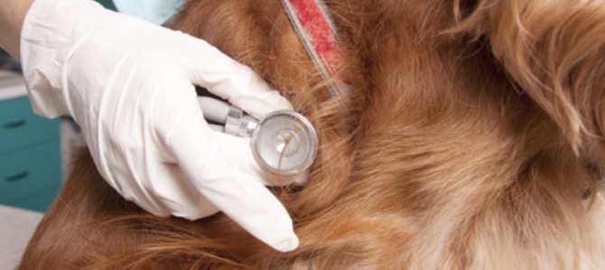 soffio al cuore nel cane