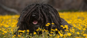 spring dangers e1508474529406