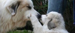 Cane da Montagna dei Pirenei 4 e1510701025854