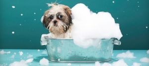 Mondifido Bagnetto del cane e1510177041124