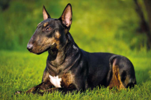 Mondofido Bull Terrier