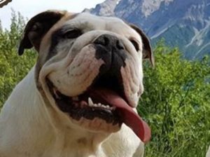 Mondofido BulldogDay