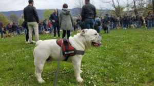 Mondofido BulldogDay Unospite della precedente edizione