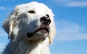 Mondofido Cane Mastino dei pirenei