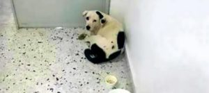 Mondofido Cane abbandonato in aeroporto e1511706780221