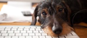 Mondofido Cane in ufficio meno stress e1511476826973