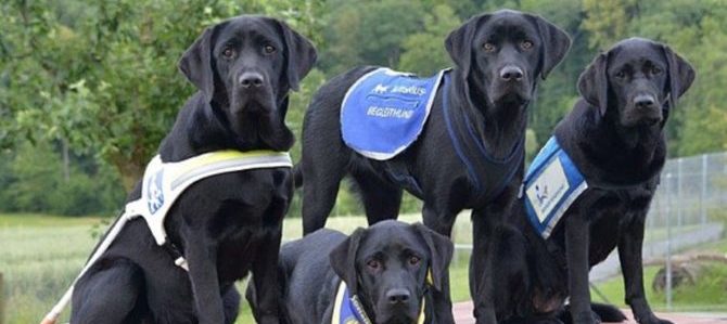 Cani guida in aiuto ai bambini con autismo