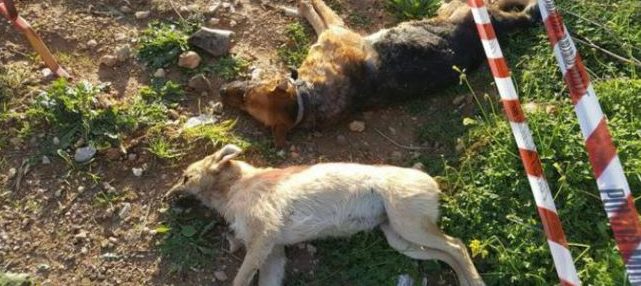 Allevatore a processo per cani avvelenati