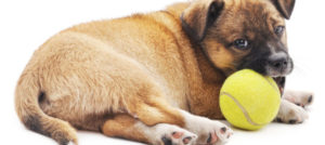 Mondofido Cucciolo con pallina e1509450697314