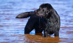 Mondofido Labrador