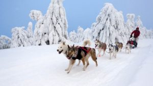 Mondofido Sleddog al Passo del Tonale