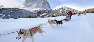 Mondofido Sleddog in Val Gardena e1511703156971