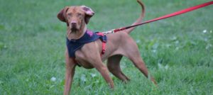 Mondofido UnOspite della Zampinoteca e1512070918254