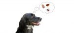 Pulci del cane: come riconoscerle ed eliminarle