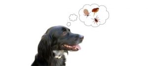 Pulci del cane come riconoscerle ed eliminarle