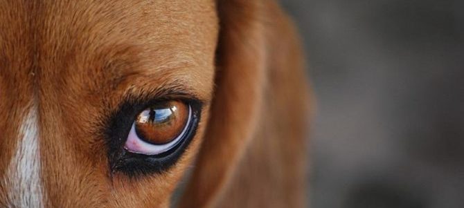 Conoscere è relazione:il senso della vista nel cane